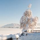 Überraschung zum 1. Advent