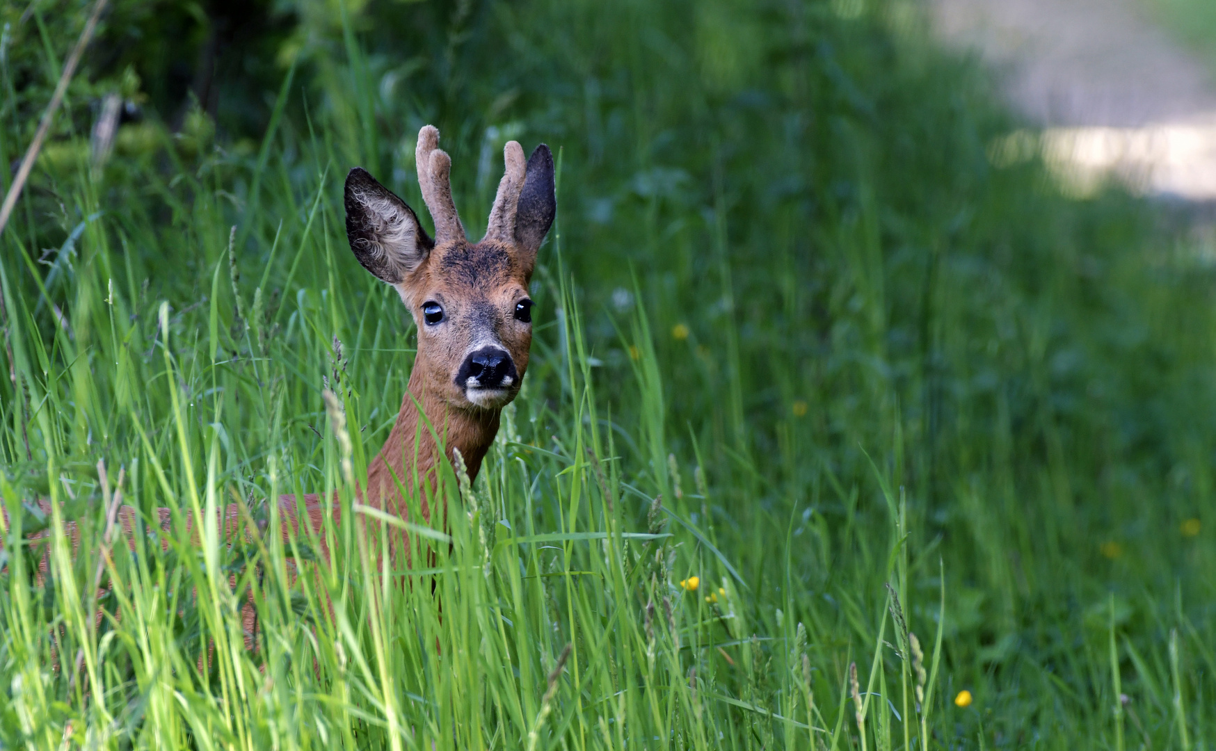 Überraschungs Bock