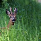 Überraschungs Bock