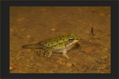 Überraschungs-Frosch - oder : eine Laune der Natur?