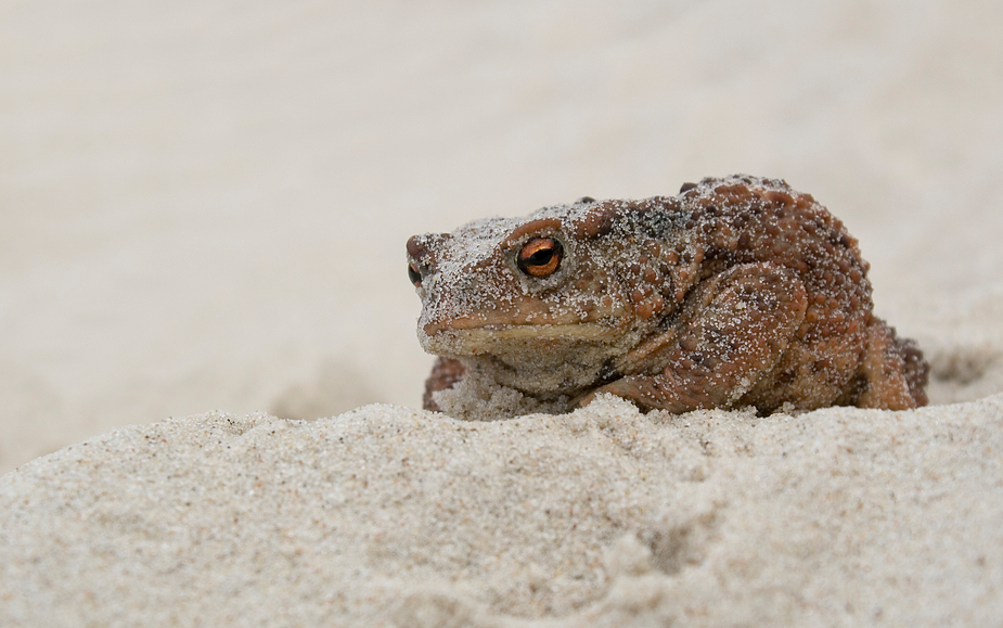 Überraschungs Gast am Strand