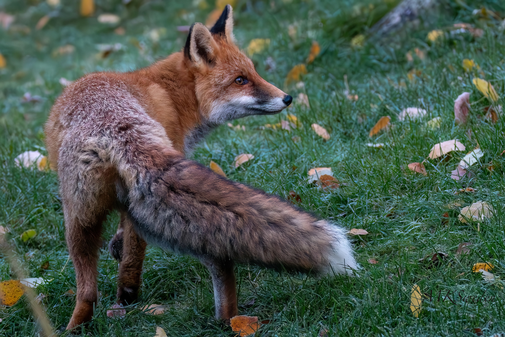 Überraschungsbesuch am frühen Morgen