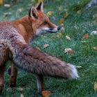 Überraschungsbesuch am frühen Morgen