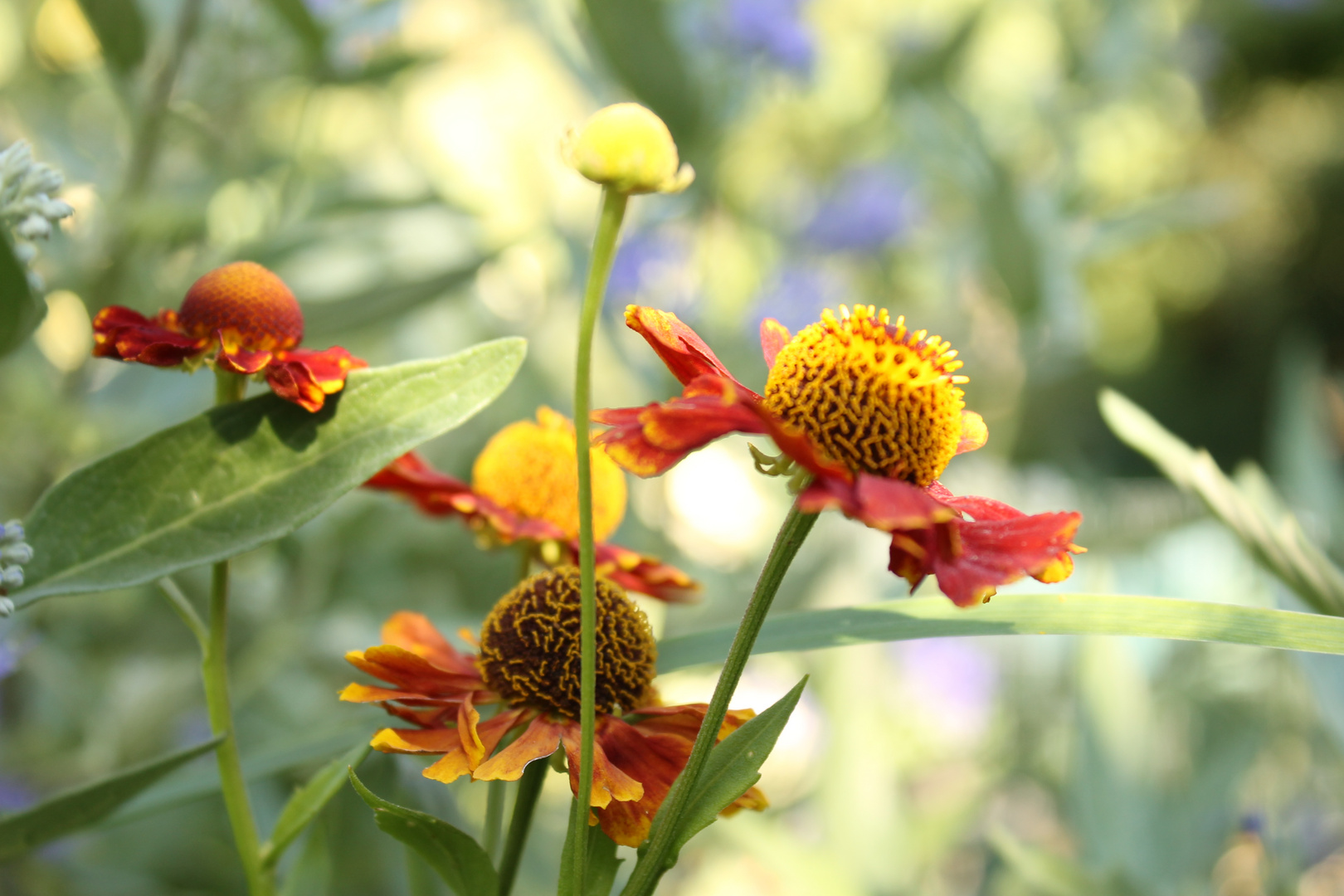 Überraschungsblume