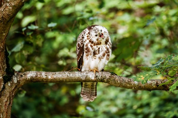 Überraschungsgast...