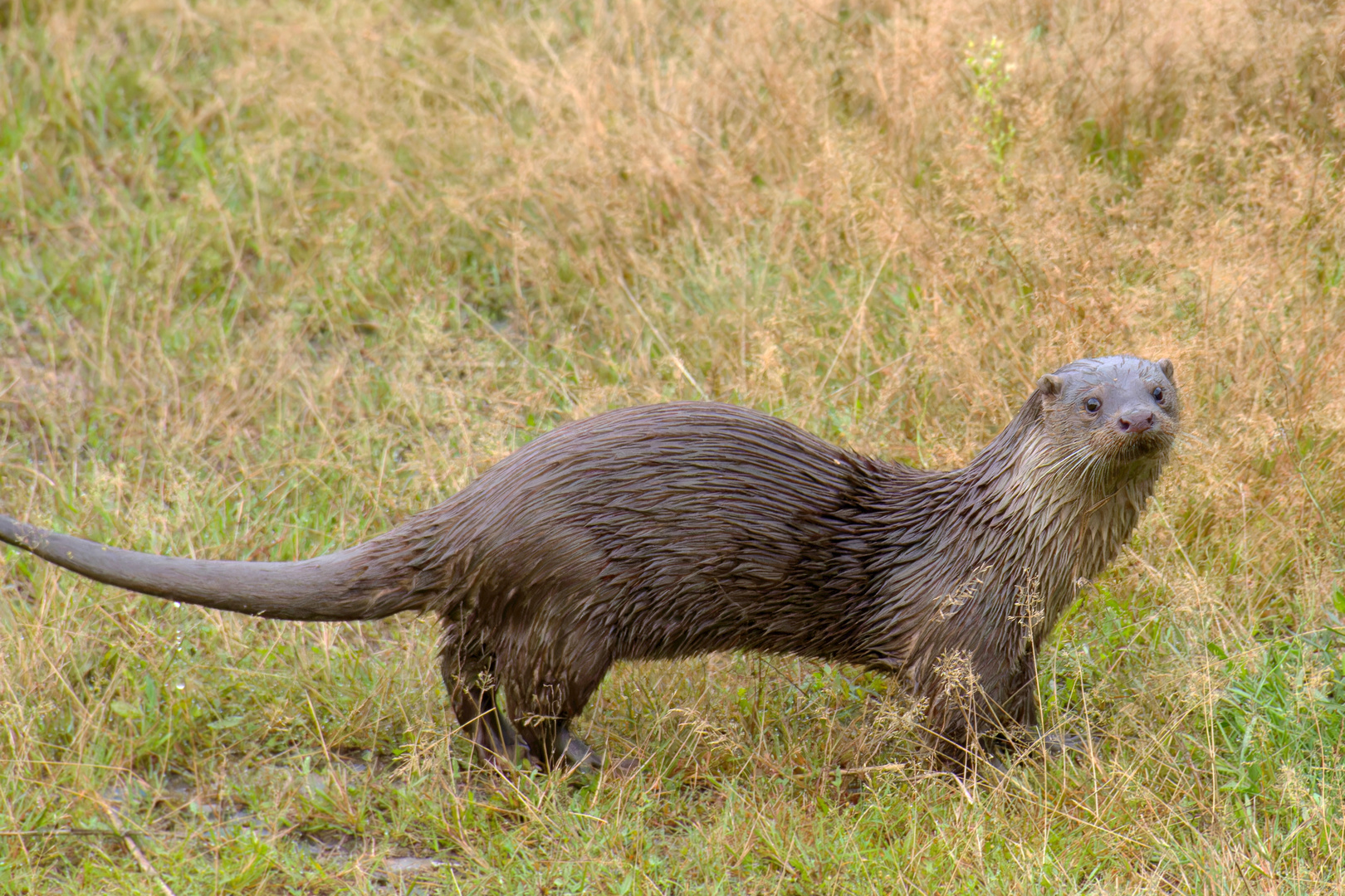 Überraschungsmoment - Fischotter ( Lutra lutra) 