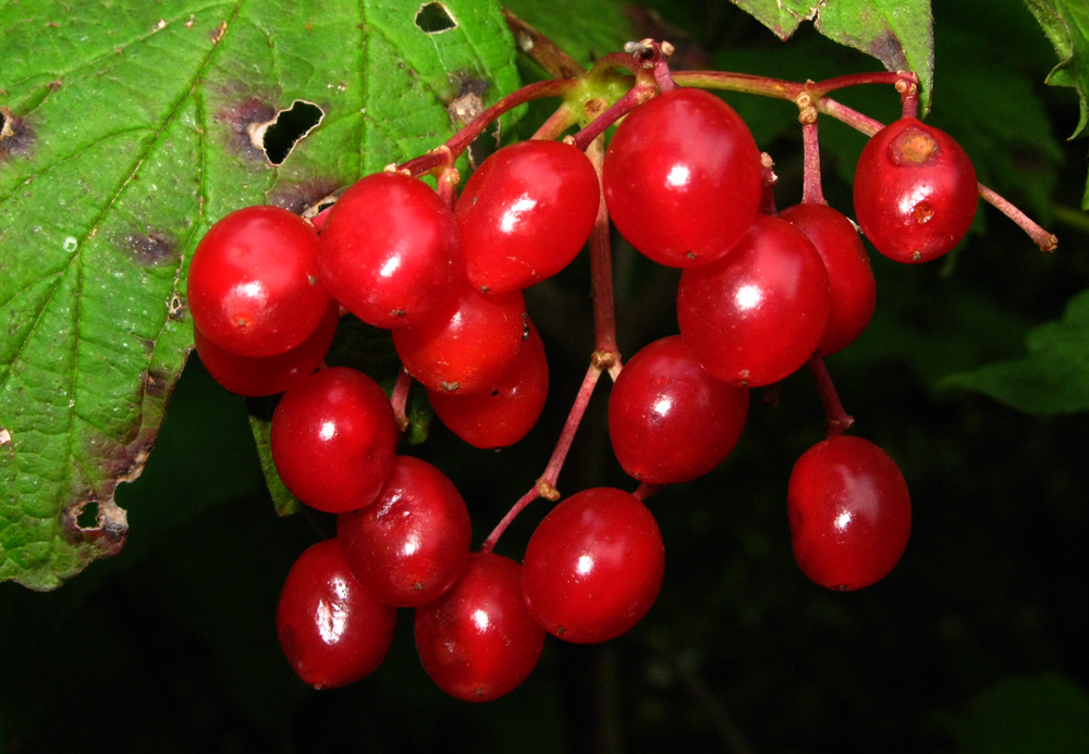 ÜBERREIFE BEEREN