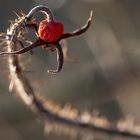 überreife Hundsrosenfrucht