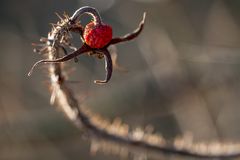 überreife Hundsrosenfrucht