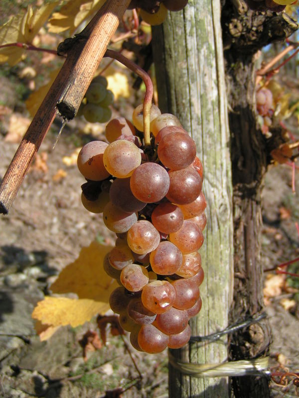 überreife Rieslingtraube