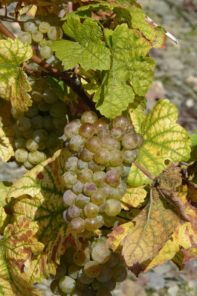 überreife Rieslingtrauben