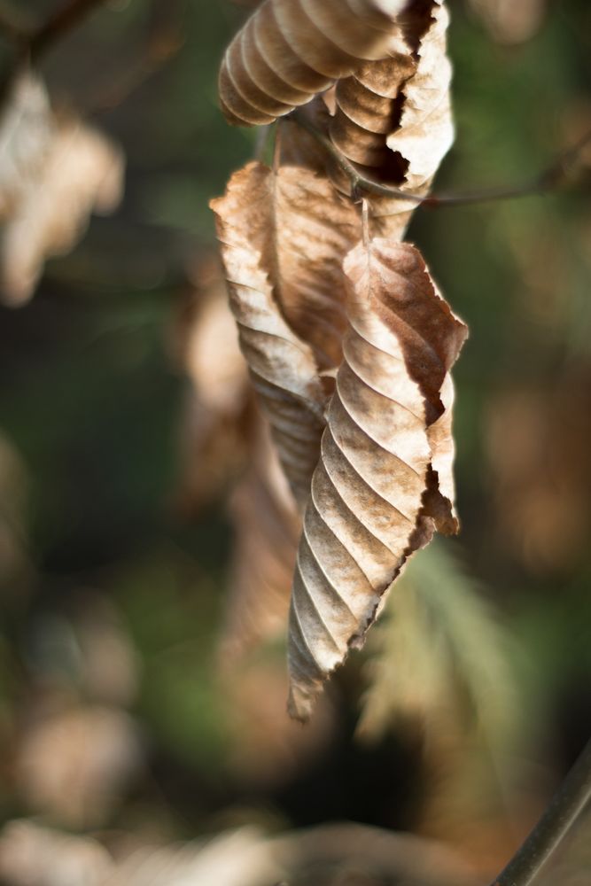 Überreste des letzten Herbstes