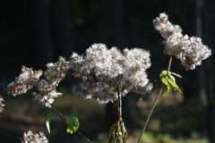 Überreste des letzten Herbstes