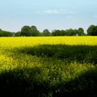 Übers Feld geschaut