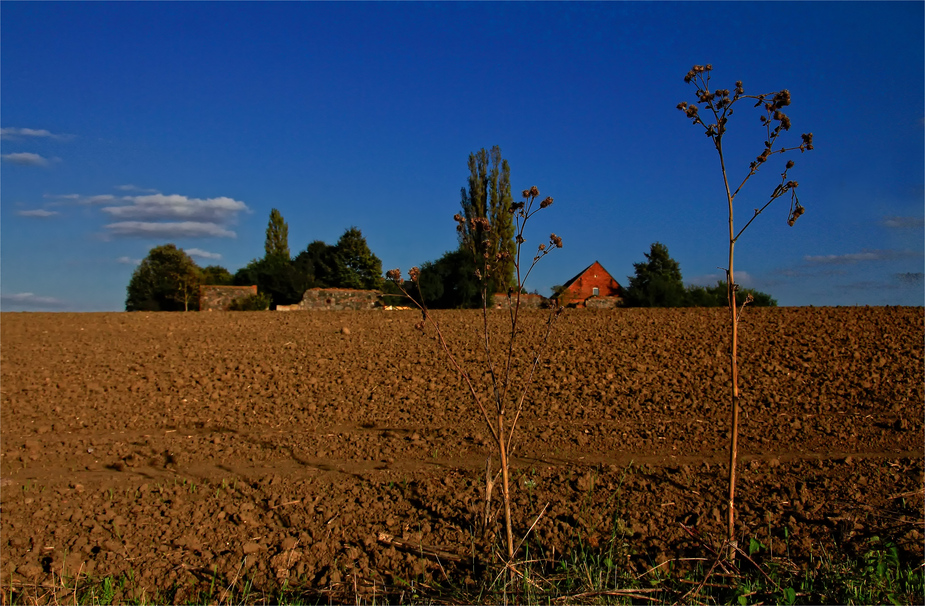 übers Feld geschaut