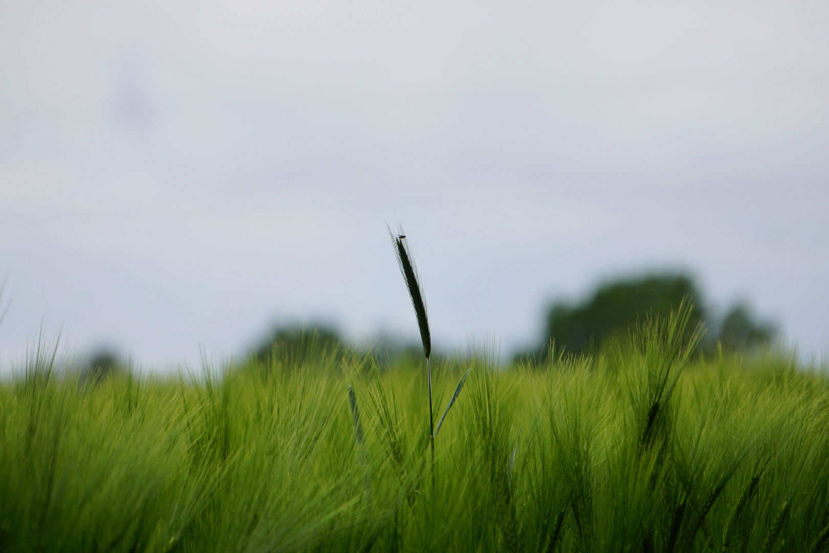 Übers Feld geschaut