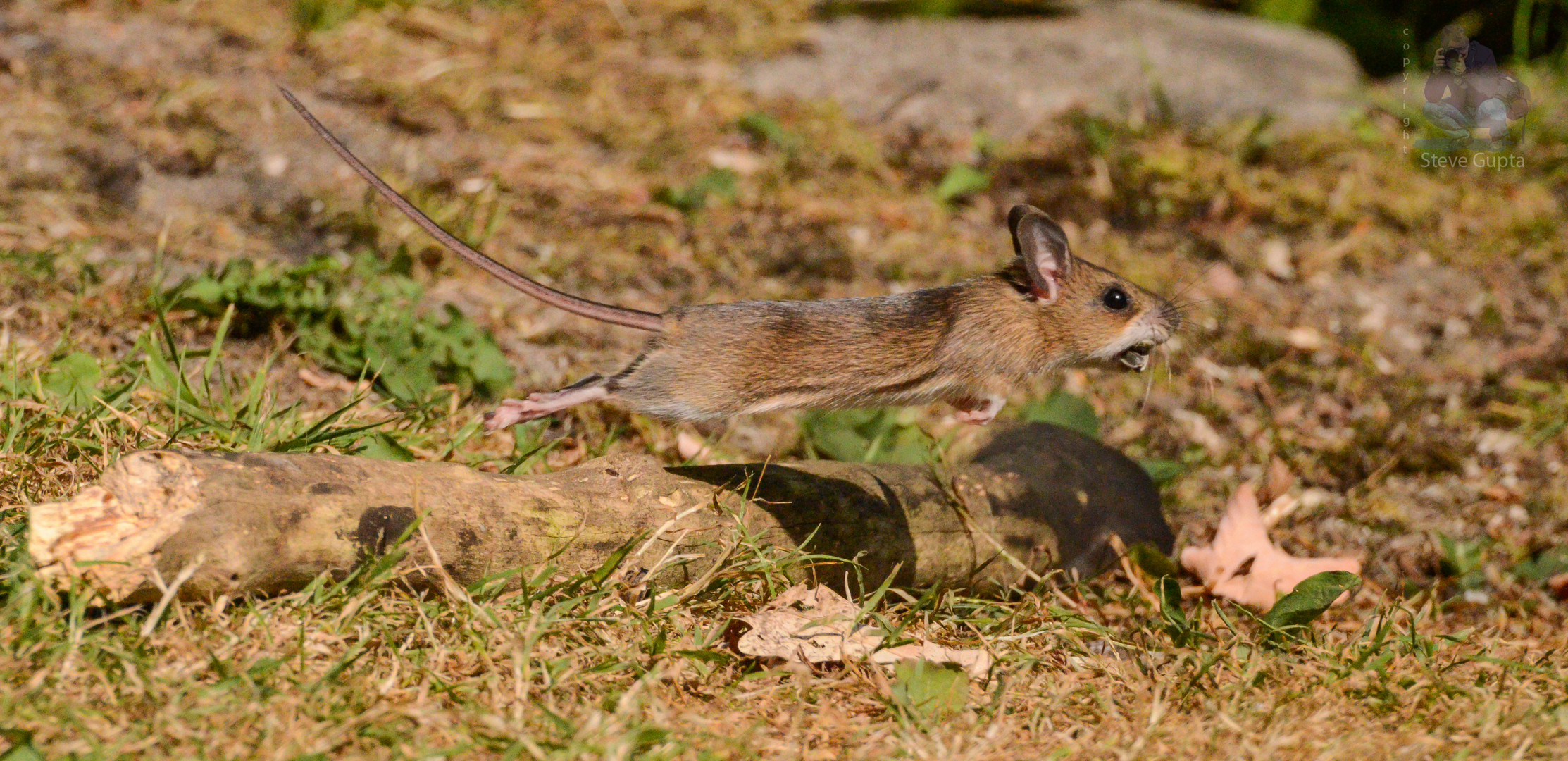 Übers Hindernis hinweg