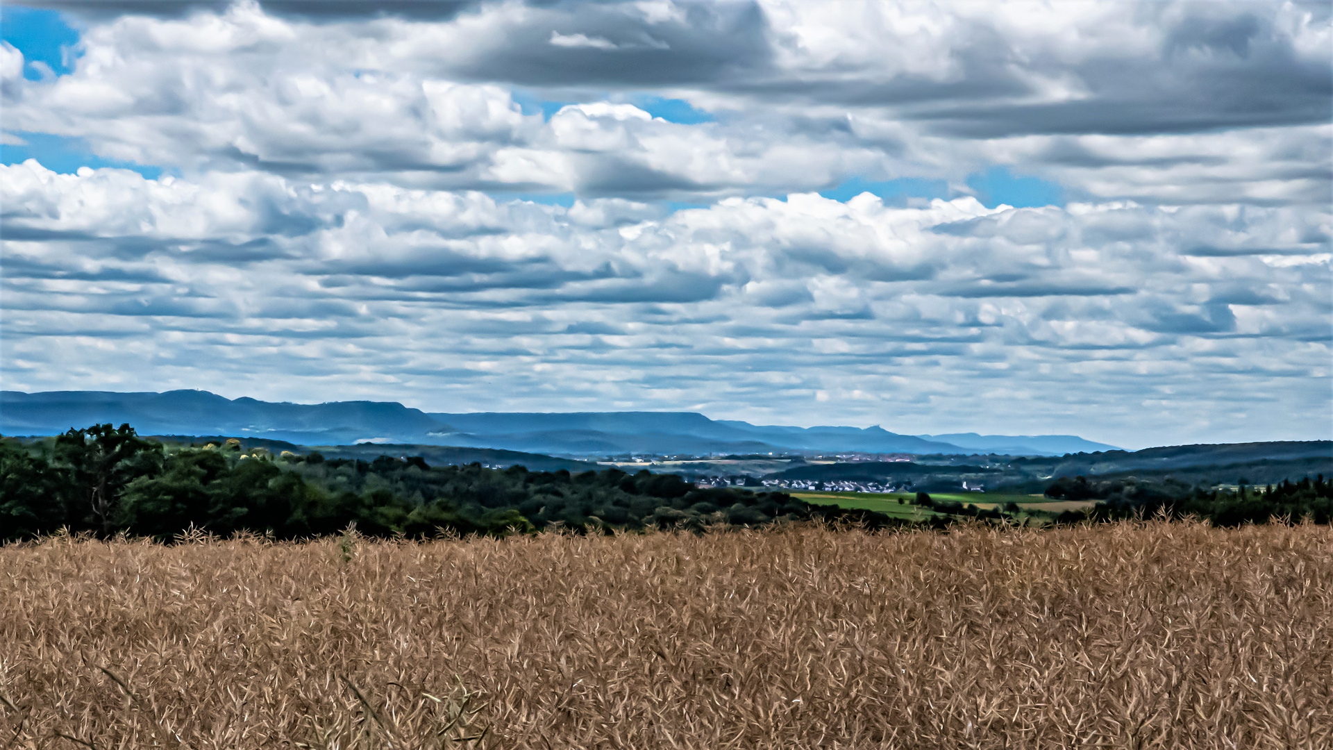 übers Rapsfeld, der Blick bis zum Hohenzollern