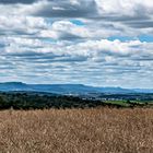 übers Rapsfeld, der Blick bis zum Hohenzollern