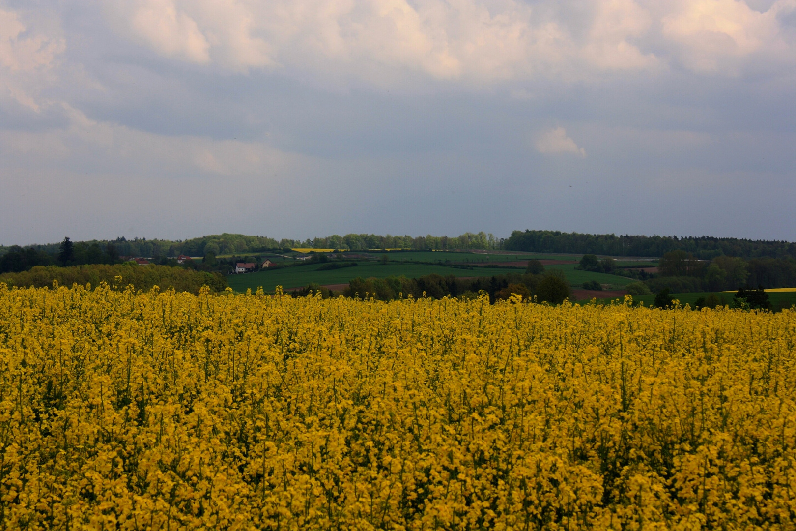 übers Rapsfeld gesehen