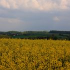 übers Rapsfeld gesehen