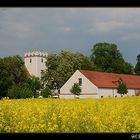 über`s Rapsfeld g`schaut...