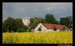 über`s Rapsfeld g`schaut...