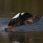 Über`s Wasser gehen...