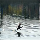 Über`s Wasser gehen!