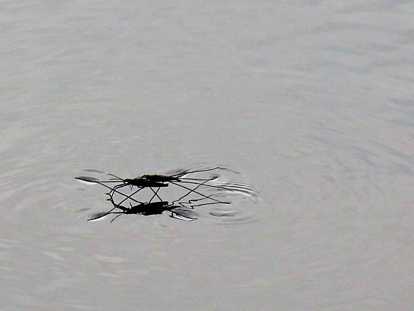 Übers Wasser laufen