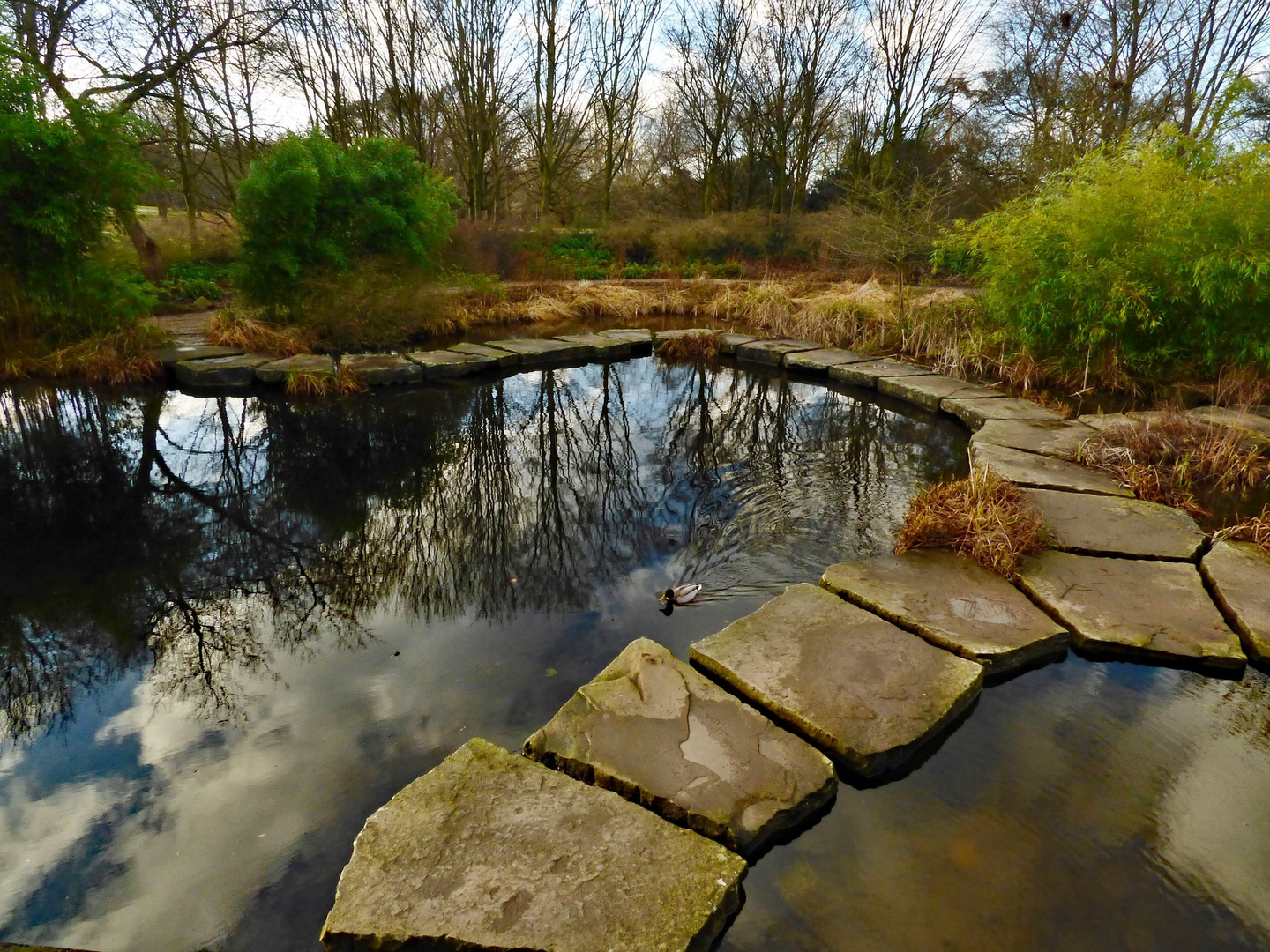 Übers Wasser laufen Foto & Bild natur, landschaft, teich südpark
