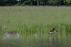 übers Wasser rennend auf der Flucht