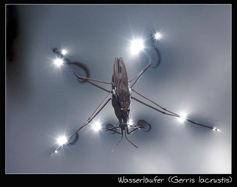 Übers Wasser wandeln.....