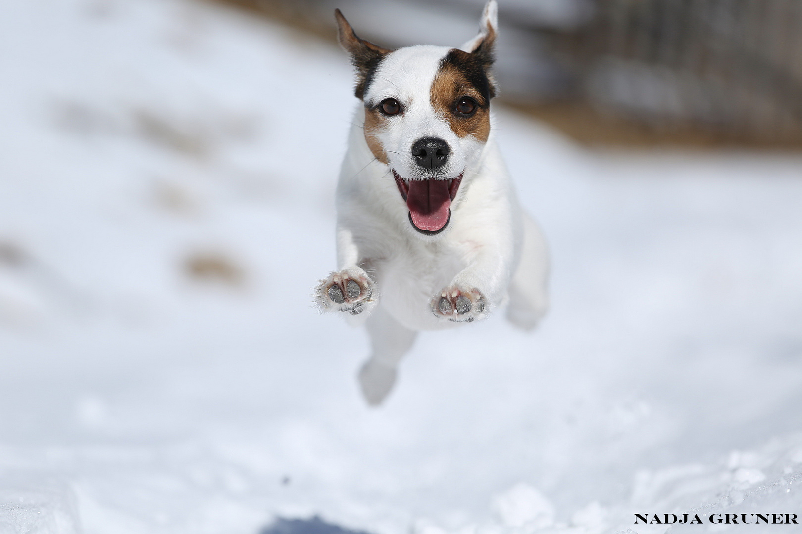 Überschallflugterrier