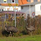 Überschreiten der Gleise verboten