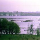 Überschwemmte Oderwiesen in Polen, vis-à-vis vom Oderbruch