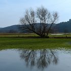 überschwemmte Wiese