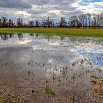 Überschwemmte Wiese