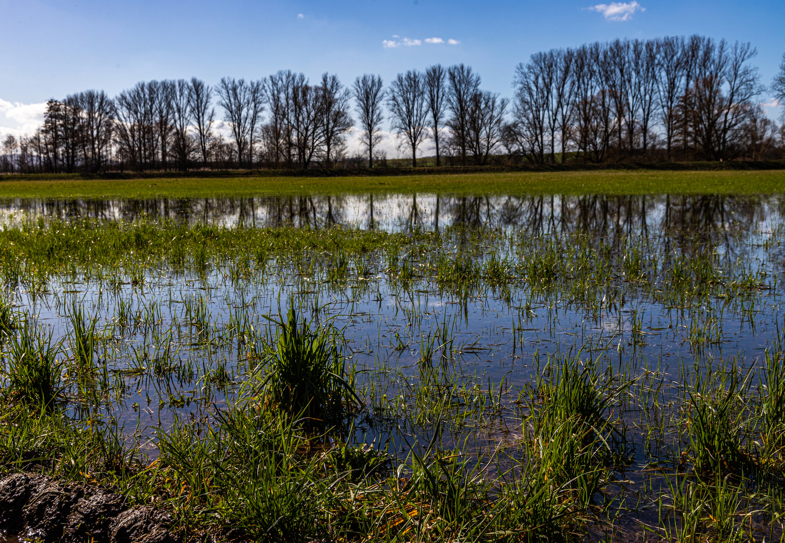 Überschwemmte Wiese