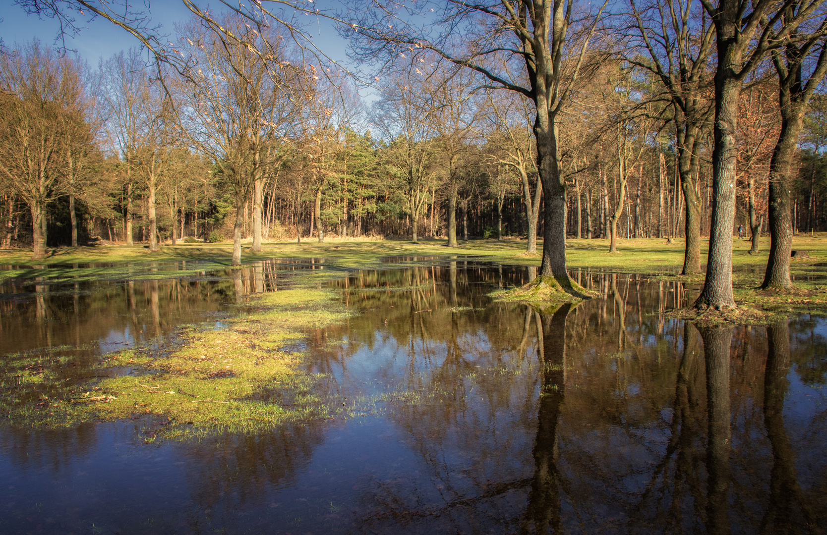 Überschwemmte Wiese im Sonnenlicht