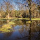 Überschwemmte Wiese im Sonnenlicht