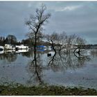 Überschwemmung am Rhein-Ufer (IV)
