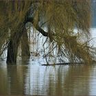 Überschwemmung am Rhein-Ufer (VII)