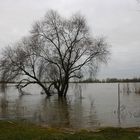 Überschwemmung der Wiese am Städt. Rheinbad in Wesel