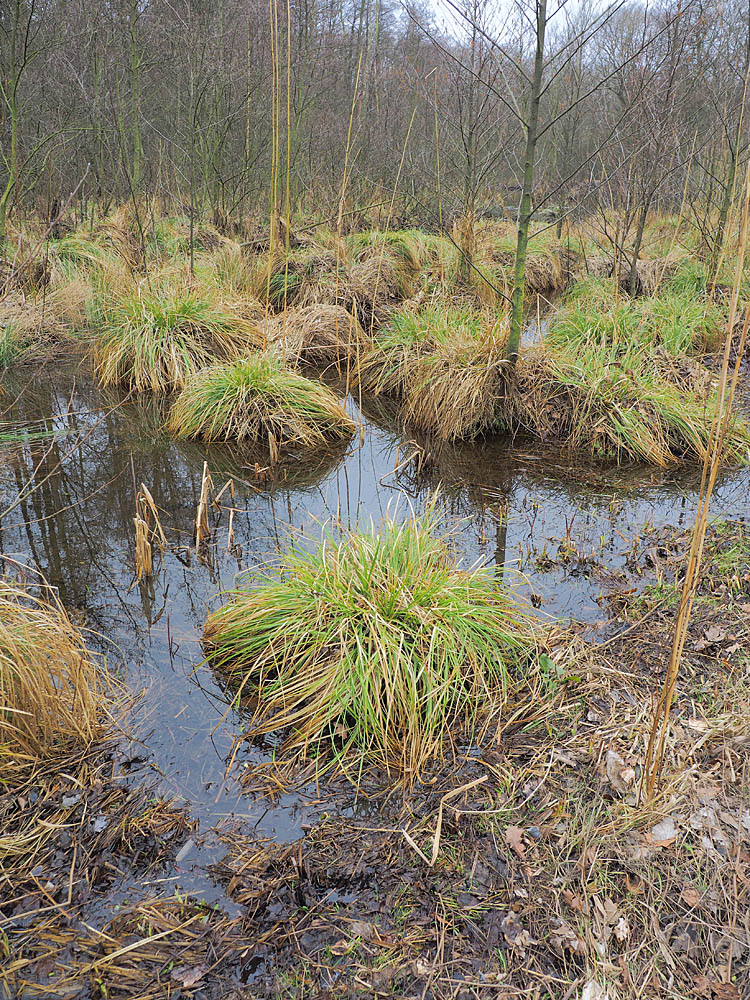 Überschwemmungsgebiet an der Oberalster