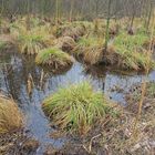 Überschwemmungsgebiet an der Oberalster