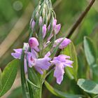 Übersehene Knabenkraut (Dactylorhiza praetermissa) 