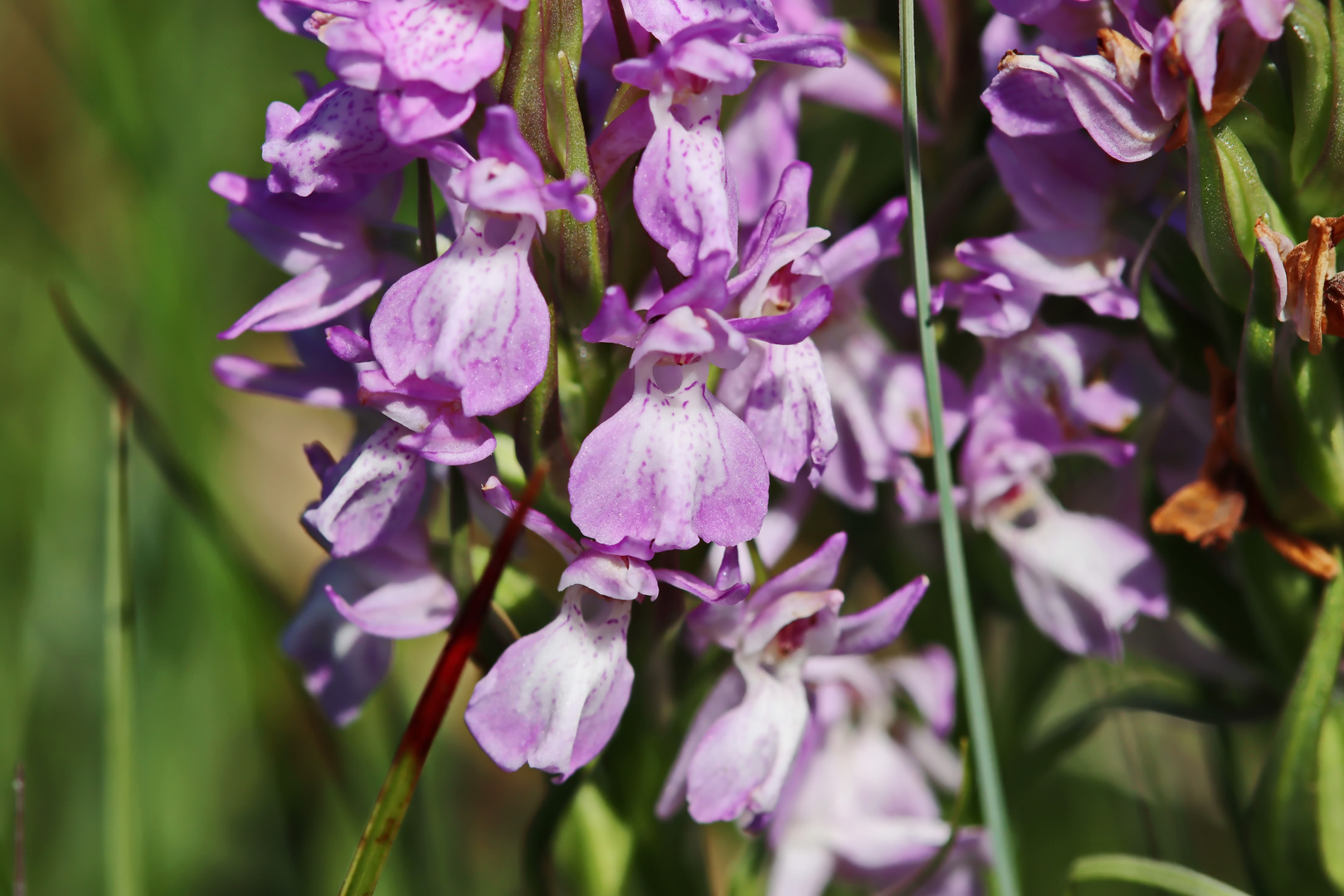 Übersehene Knabenkraut,Dactylorhiza praetermissa ?