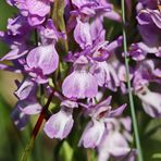 Übersehene Knabenkraut,Dactylorhiza praetermissa ?