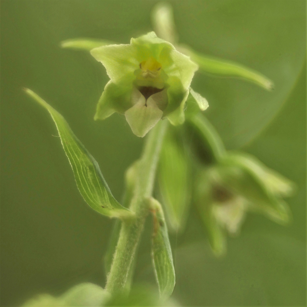 Übersehene Stendelwurz – Epipactis neglecta?